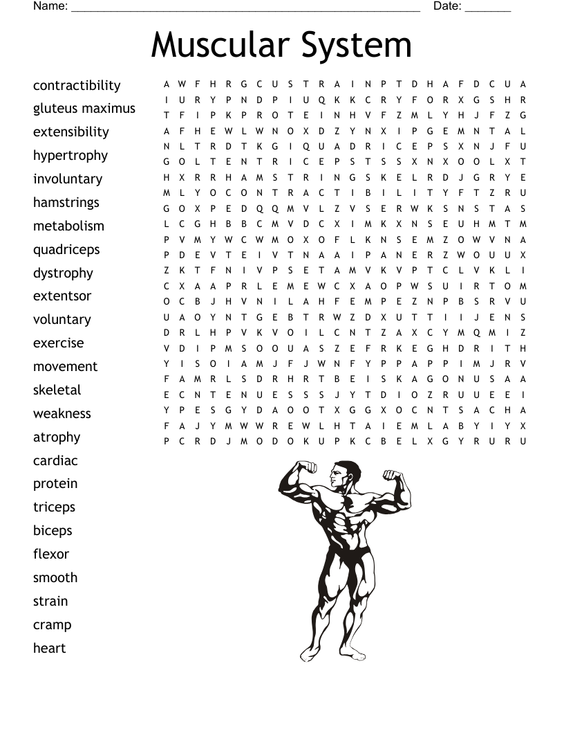 Muscular System  Word Search