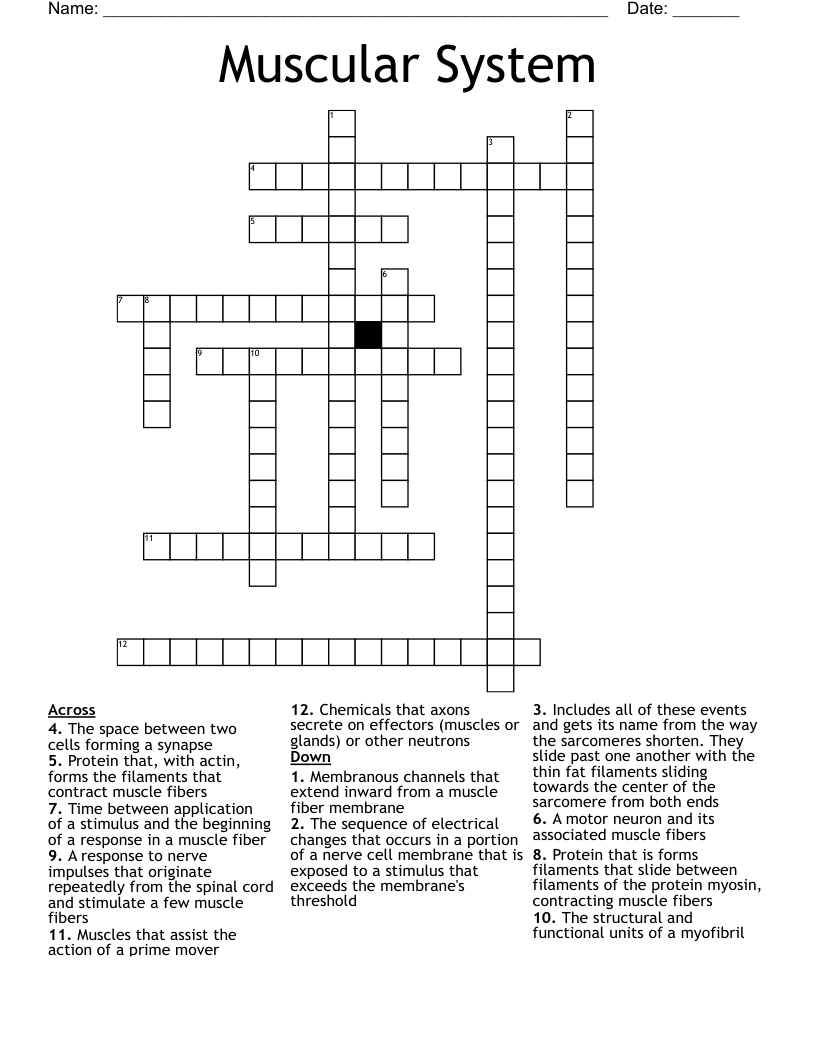 Muscular System  Crossword