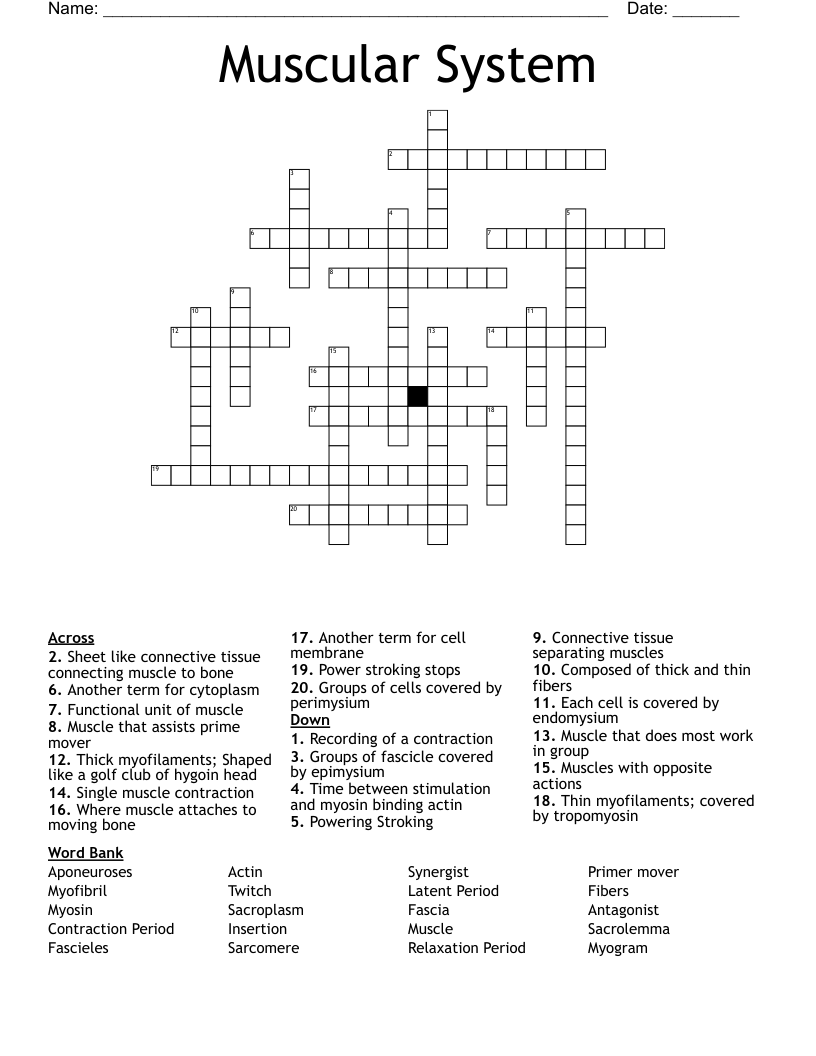 Muscular System  Crossword
