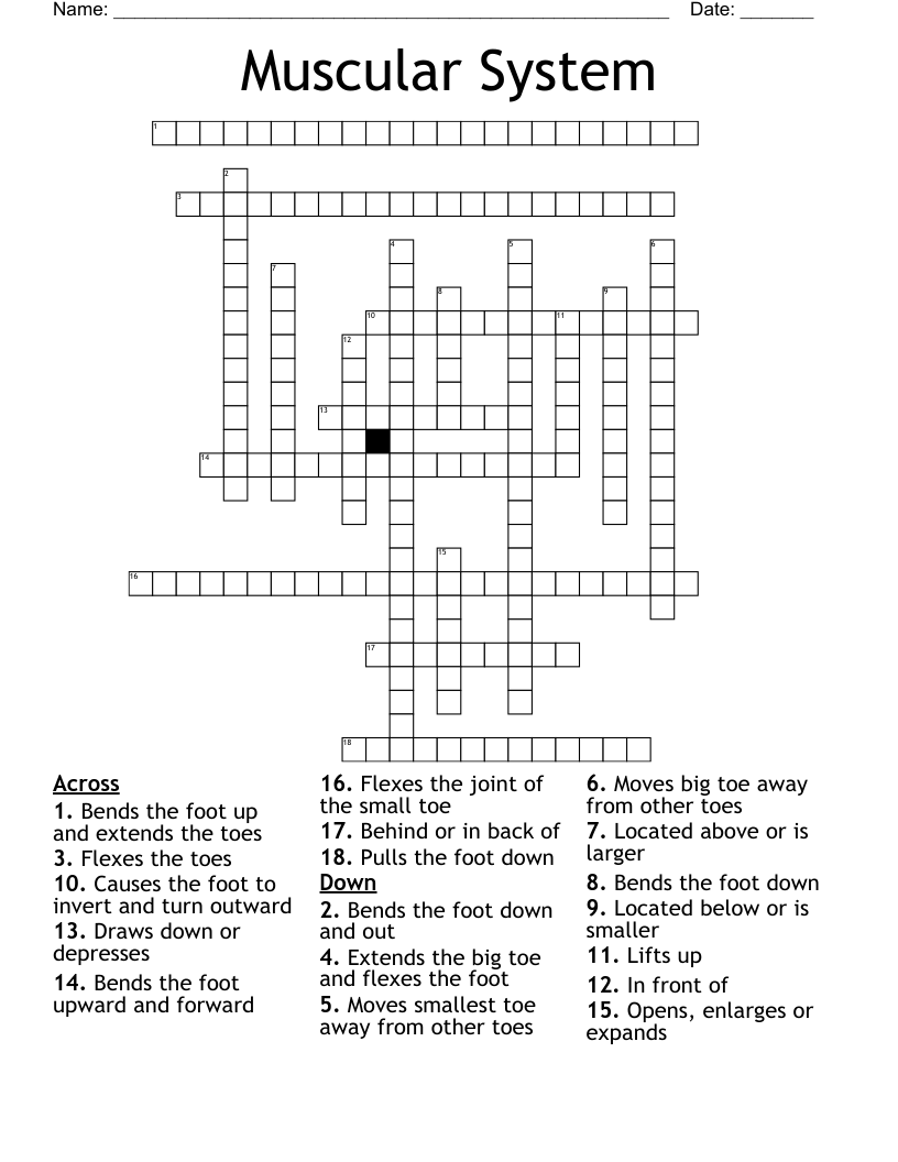 Muscular System  Crossword