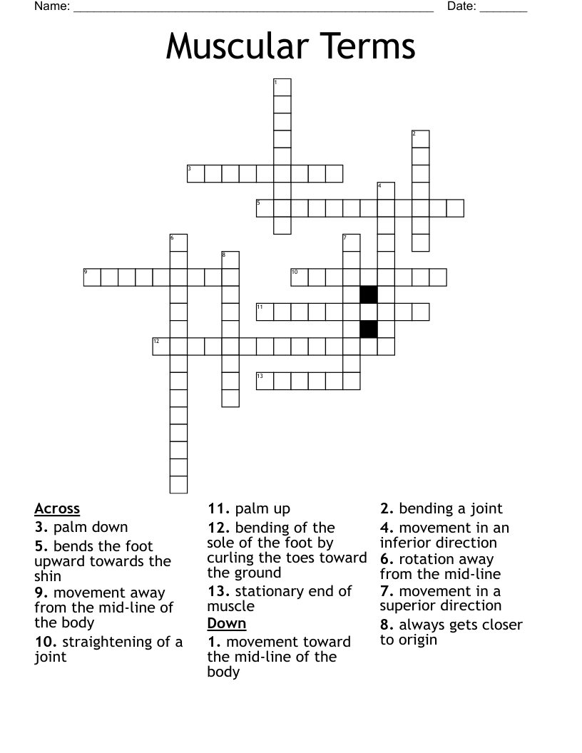 Muscular Terms Crossword