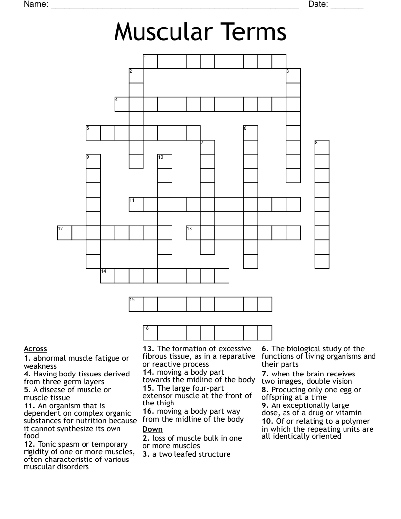 Muscular Terms Crossword