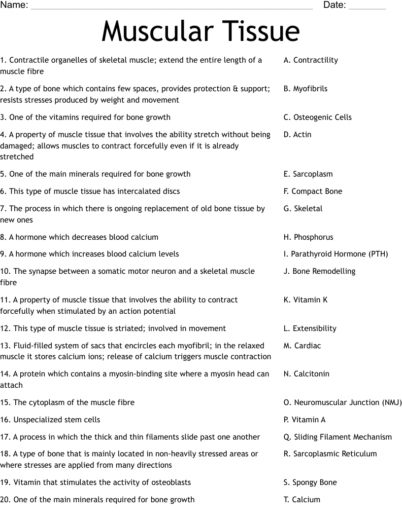 Muscular Tissue Worksheet
