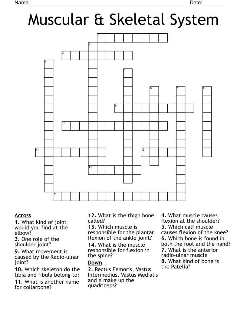 Muscular & Skeletal System Crossword