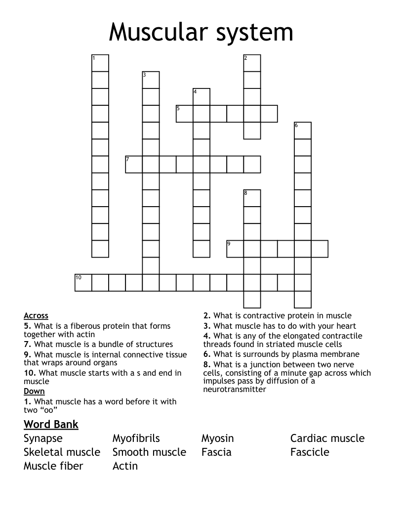 Muscular system Crossword