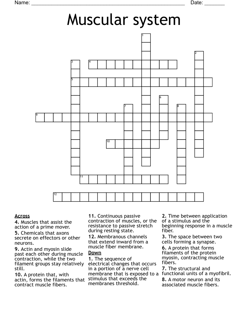 Muscular system Crossword