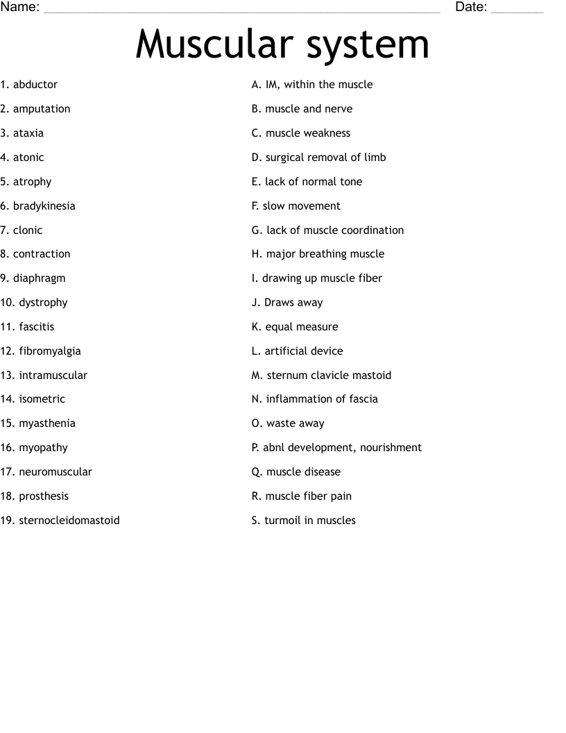 Muscular system Worksheet