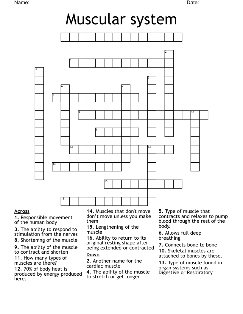 Muscular system Crossword