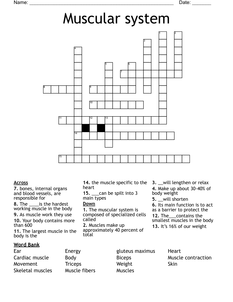 Muscular system  Crossword
