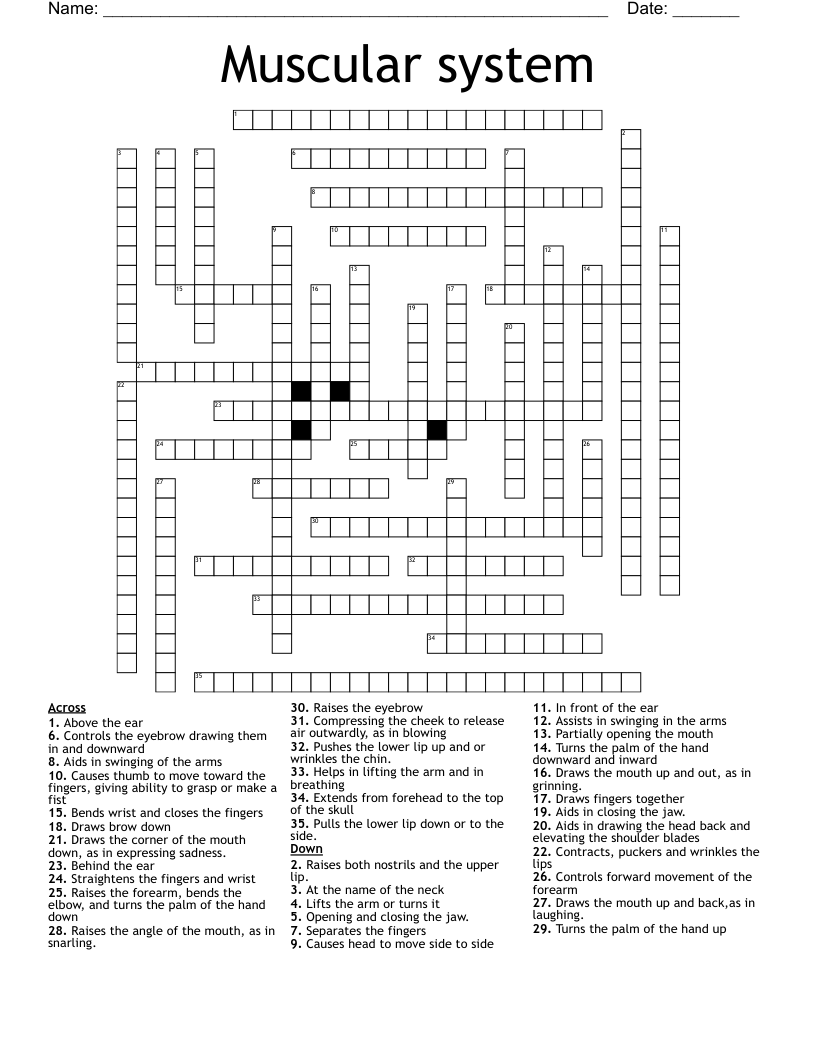 Muscular system  Crossword