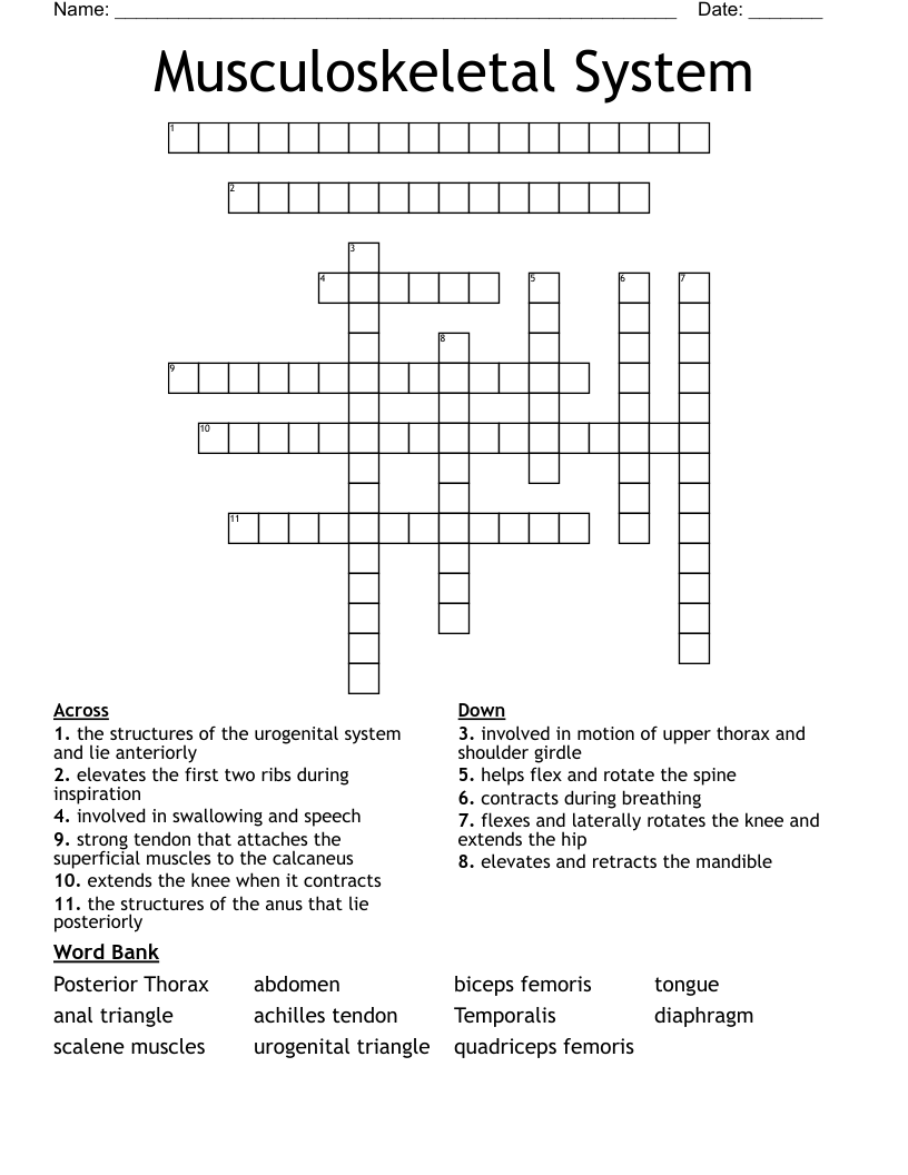 Musculoskeletal System Crossword