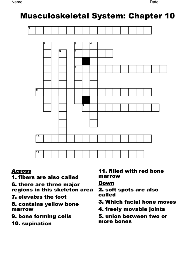 Musculoskeletal System: Chapter 10 Crossword