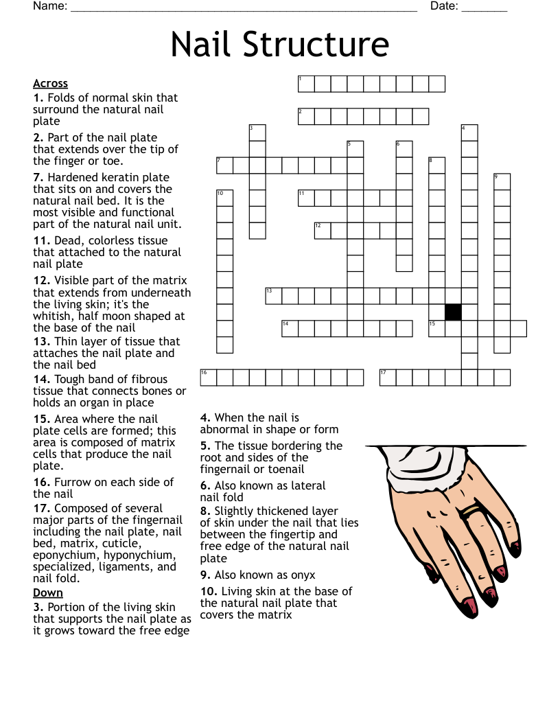 Nail Structure Crossword