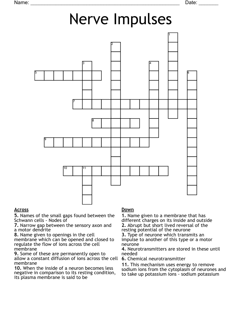 Nerve Impulses Crossword