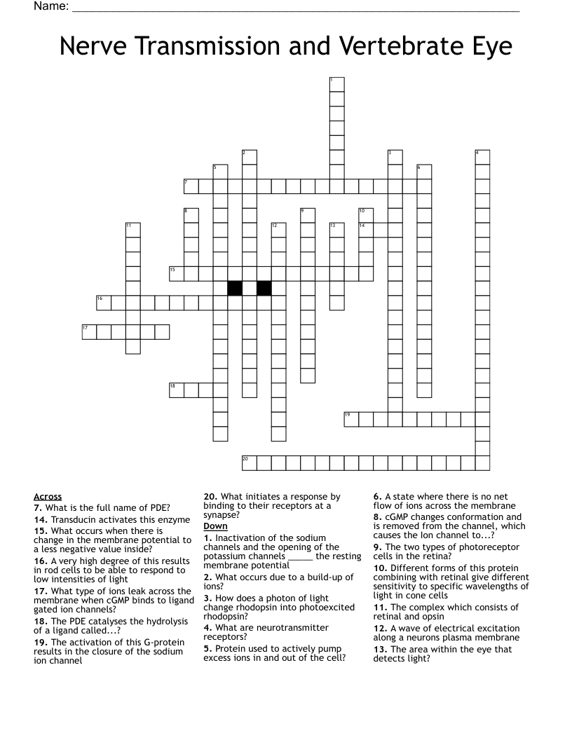 Nerve Transmission and Vertebrate Eye Crossword