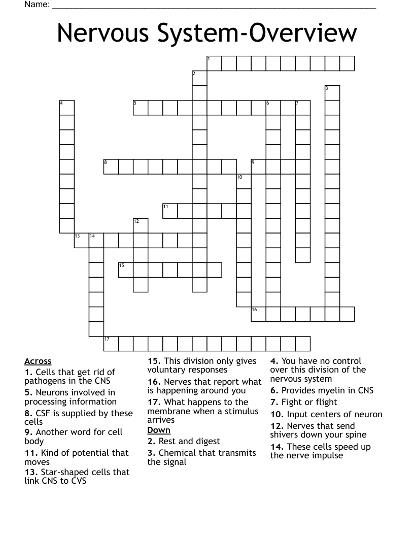 Nervous System-Overview Crossword