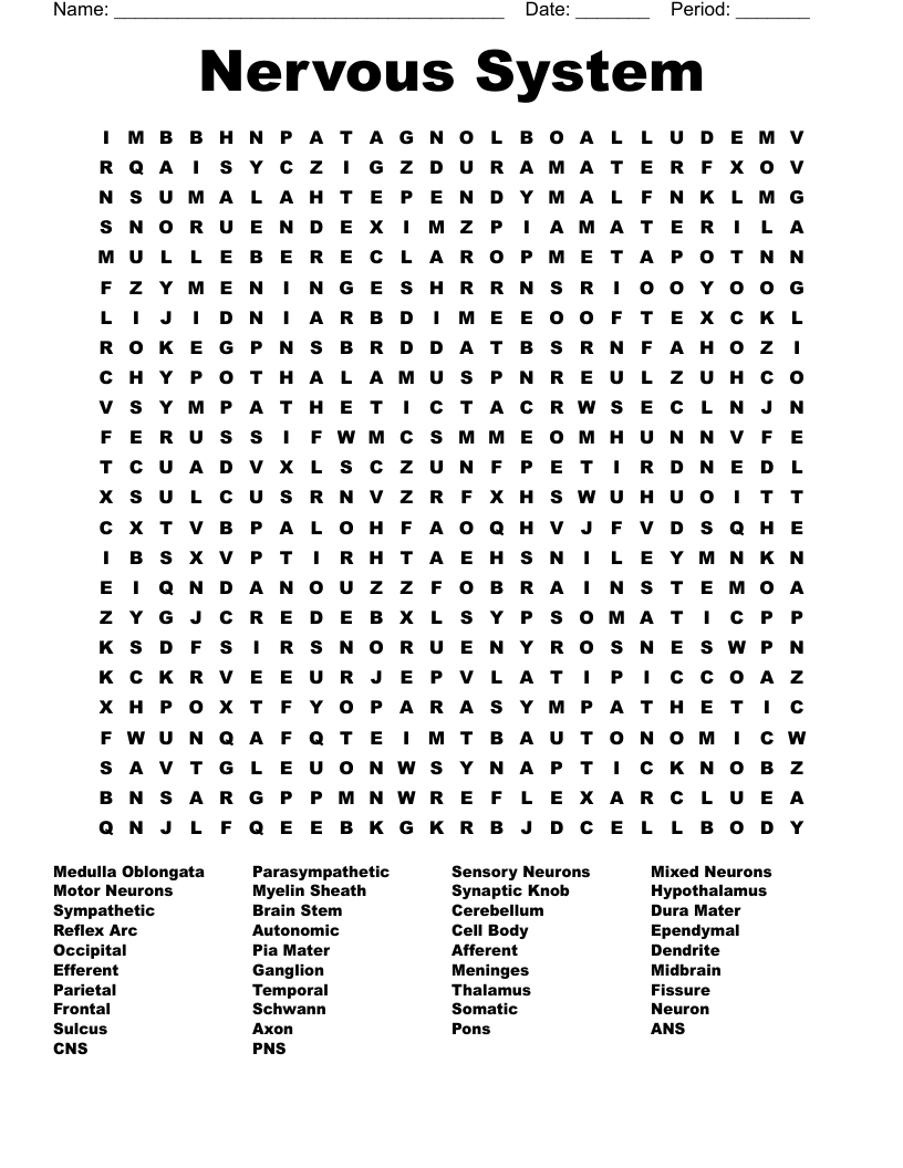 Nervous System Word Search