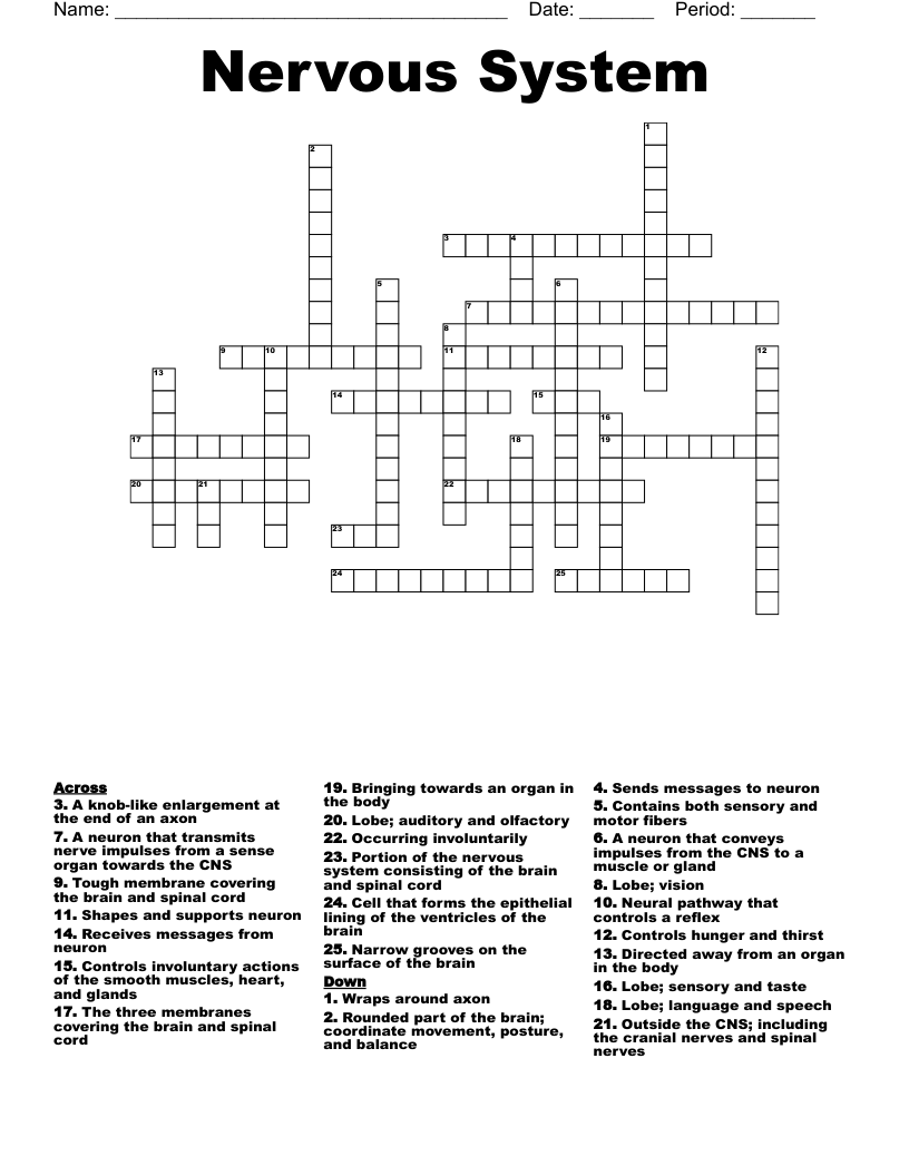 Nervous System Crossword