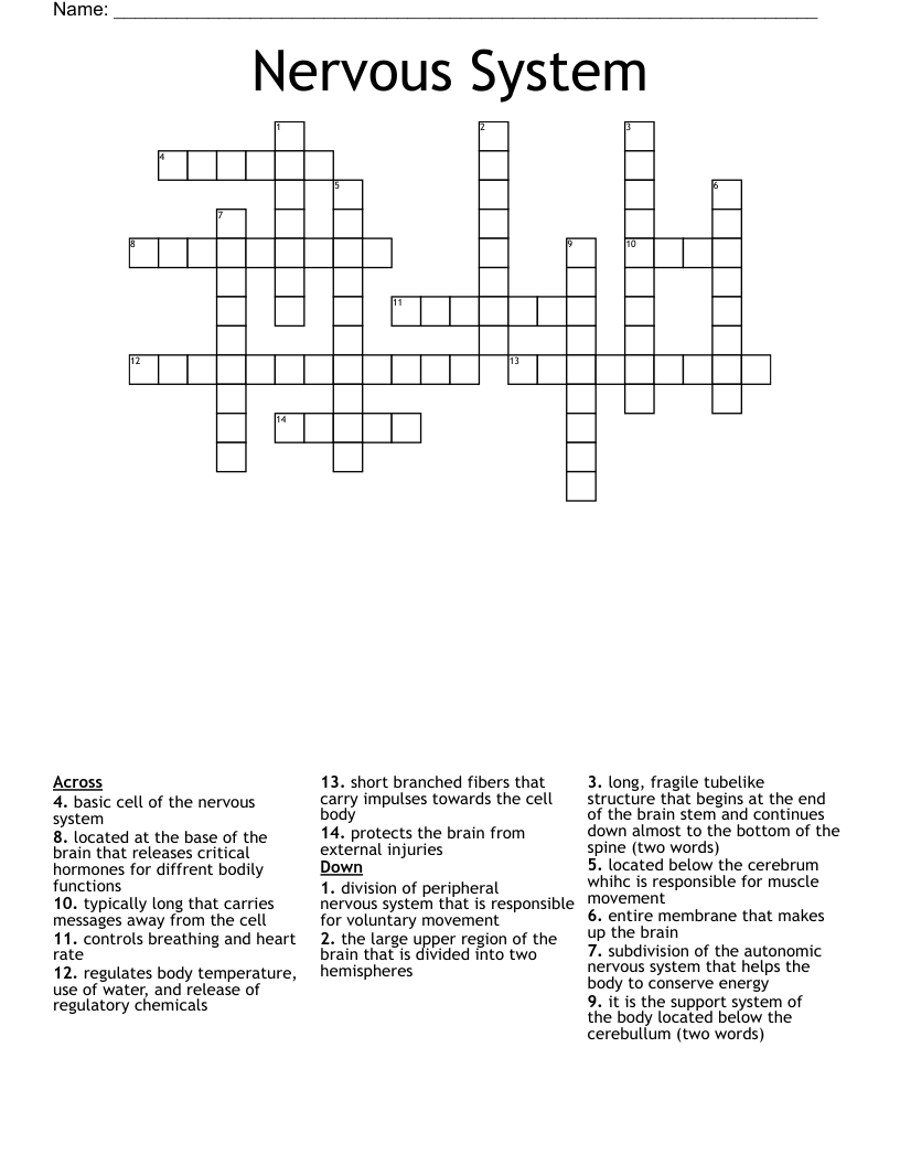 Nervous System Crossword