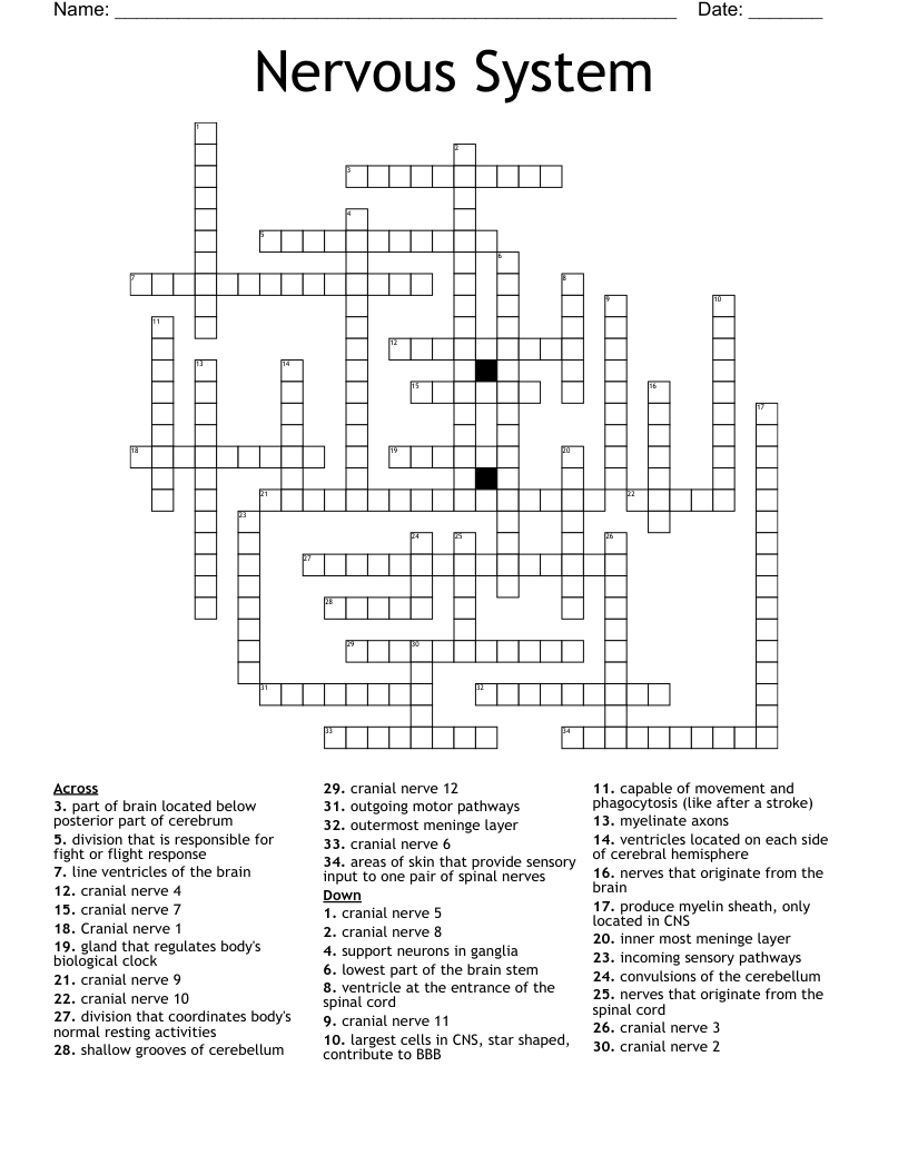 Nervous System Crossword