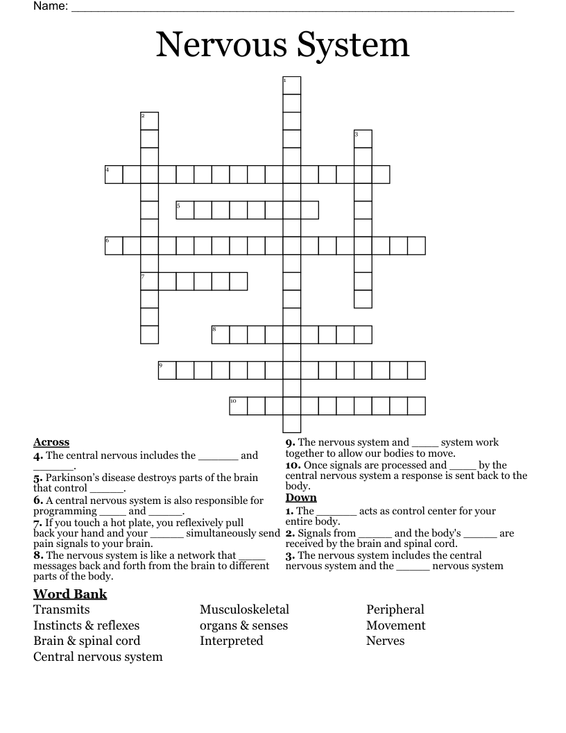 Nervous System Crossword