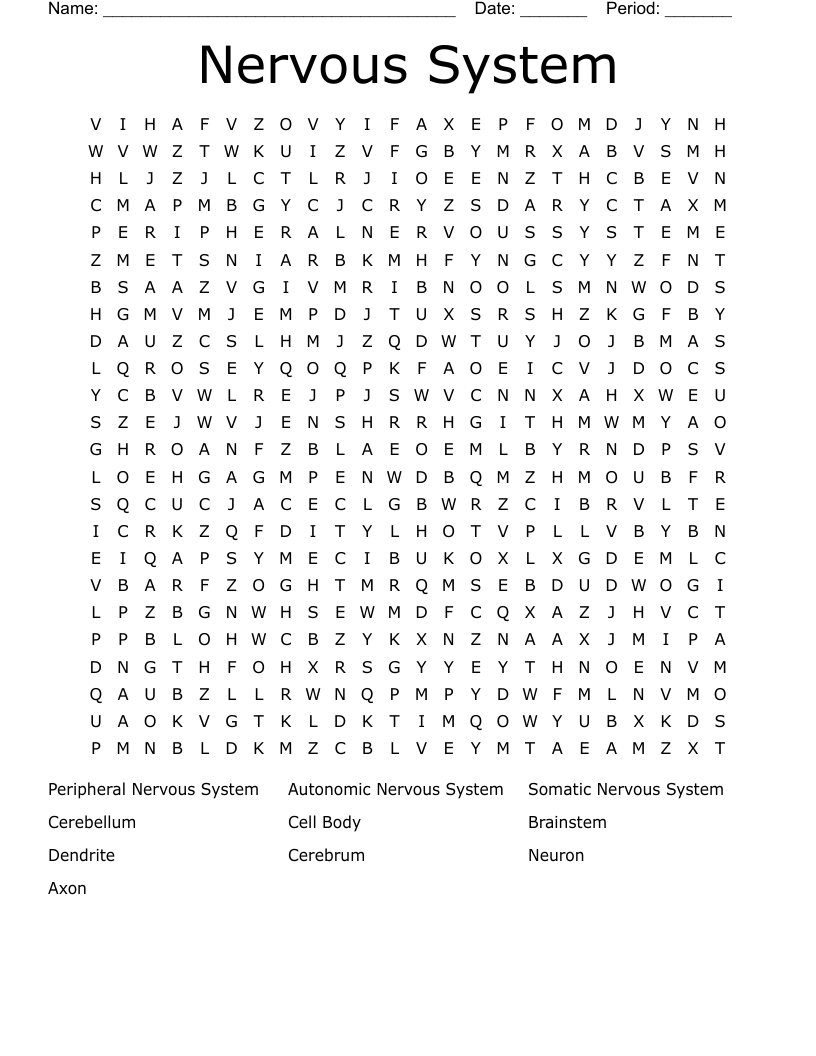 Nervous System Word Search
