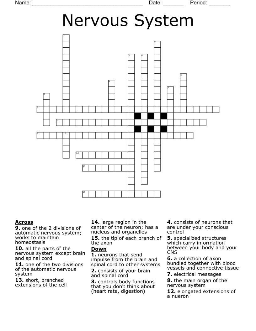 Nervous System Crossword