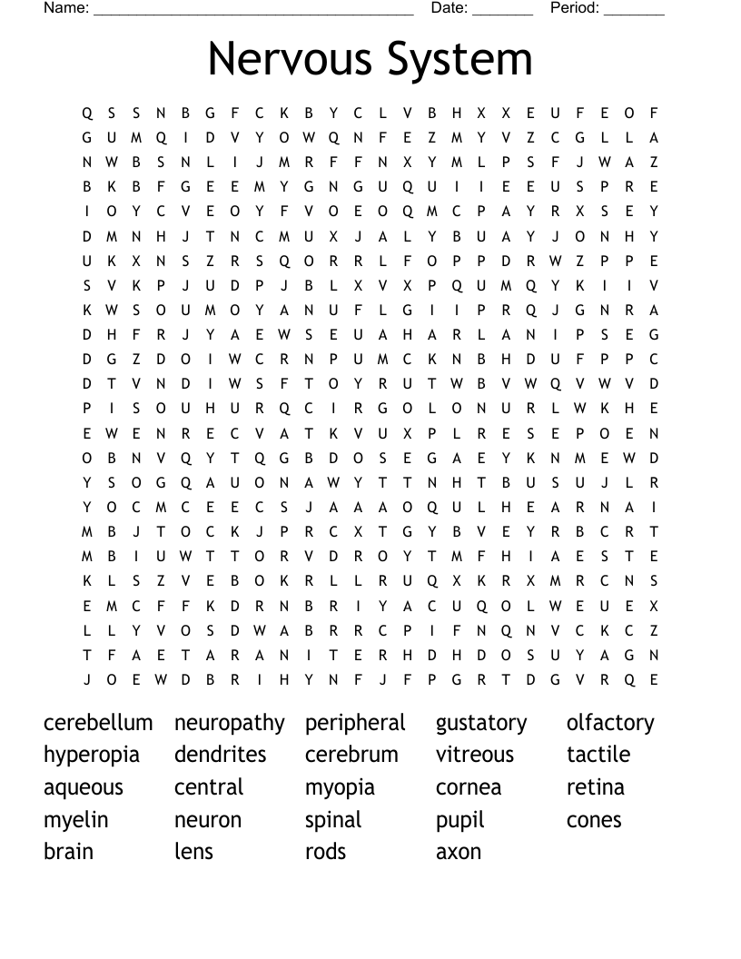 Nervous System Word Search