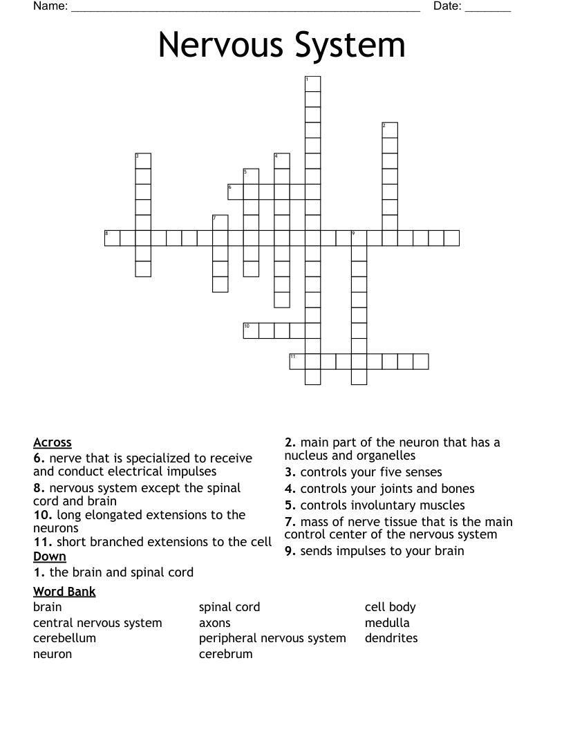 Nervous System Crossword