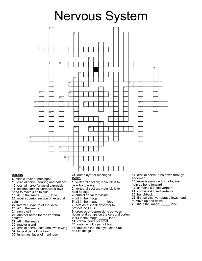 Nervous System Crossword