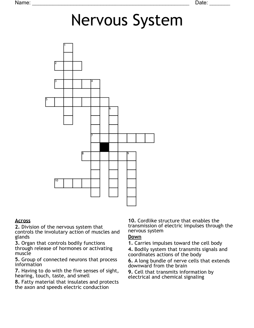 Nervous System Crossword