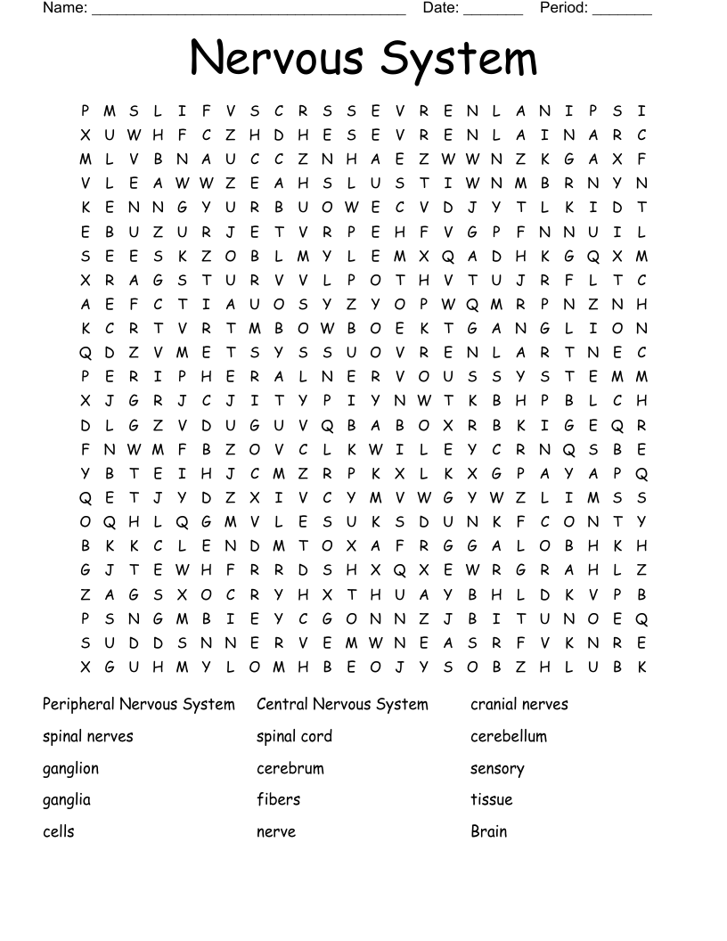 Nervous System Word Search