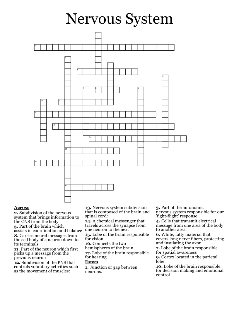 Nervous System Crossword