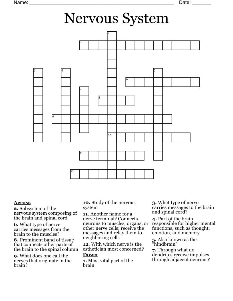 Nervous System Crossword