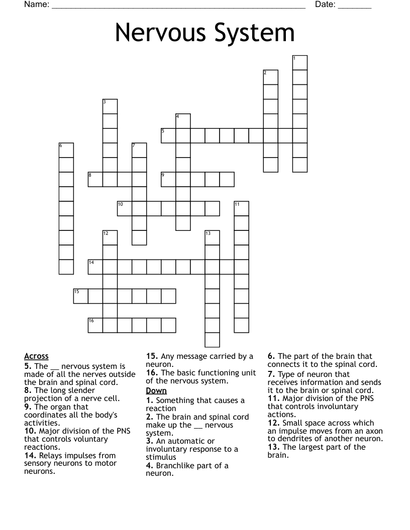 Nervous System Crossword