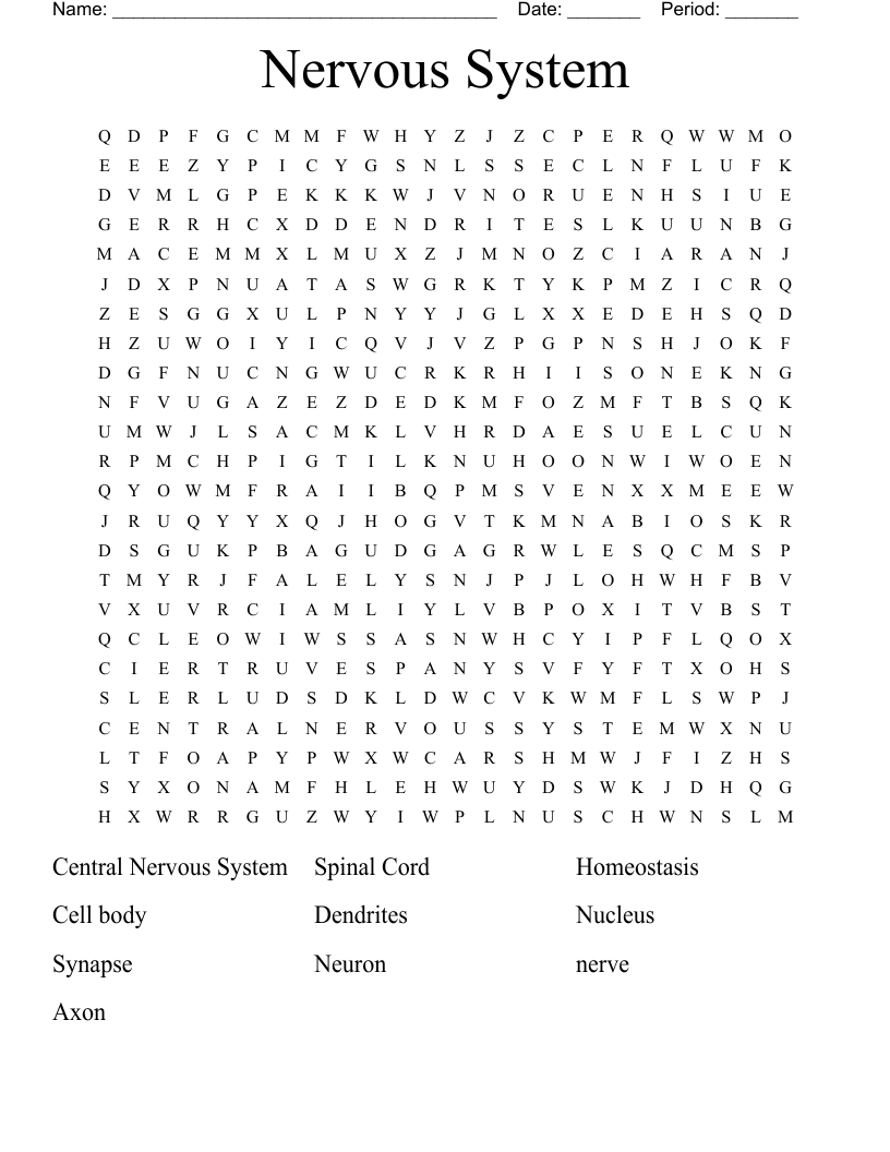 Nervous System Word Search
