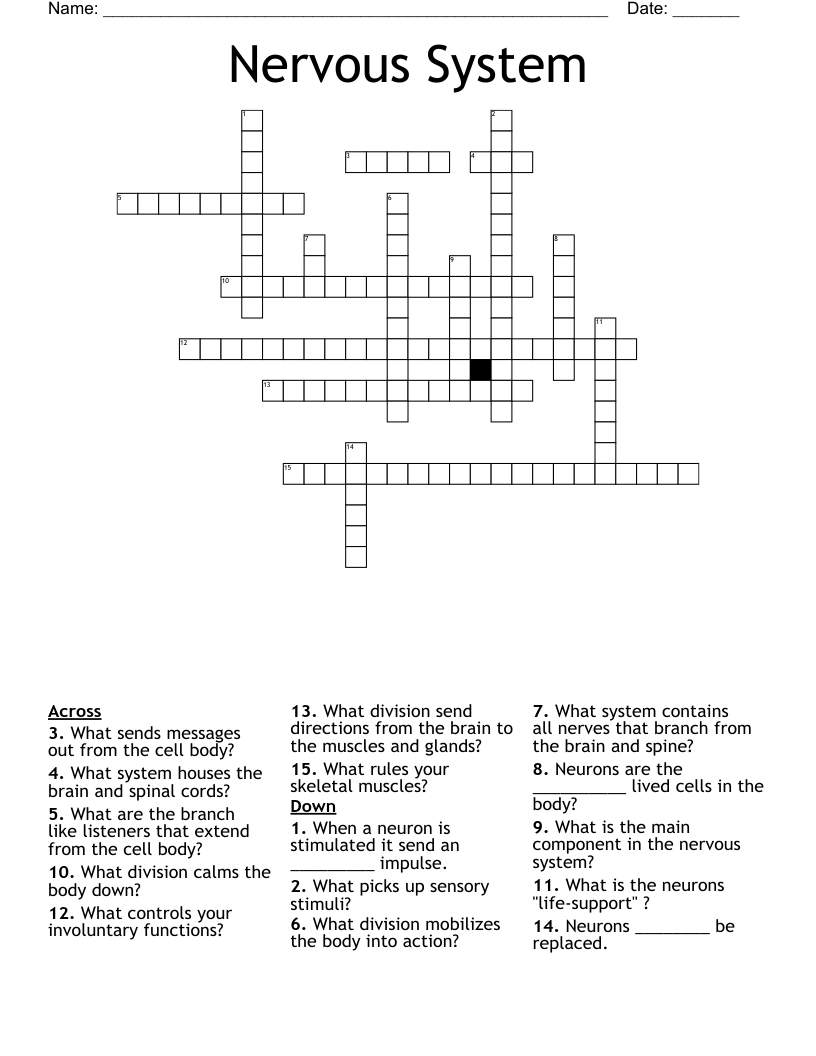 Nervous System Crossword