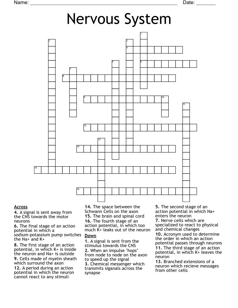 Nervous System Crossword