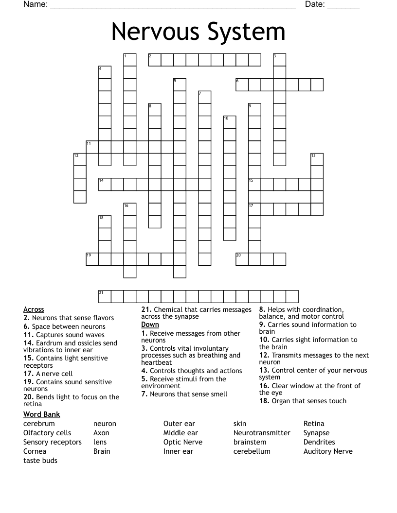 Nervous System Crossword
