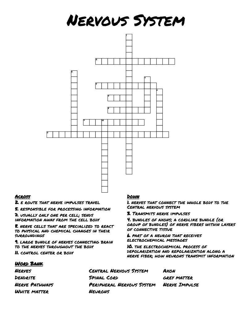 Nervous System Crossword