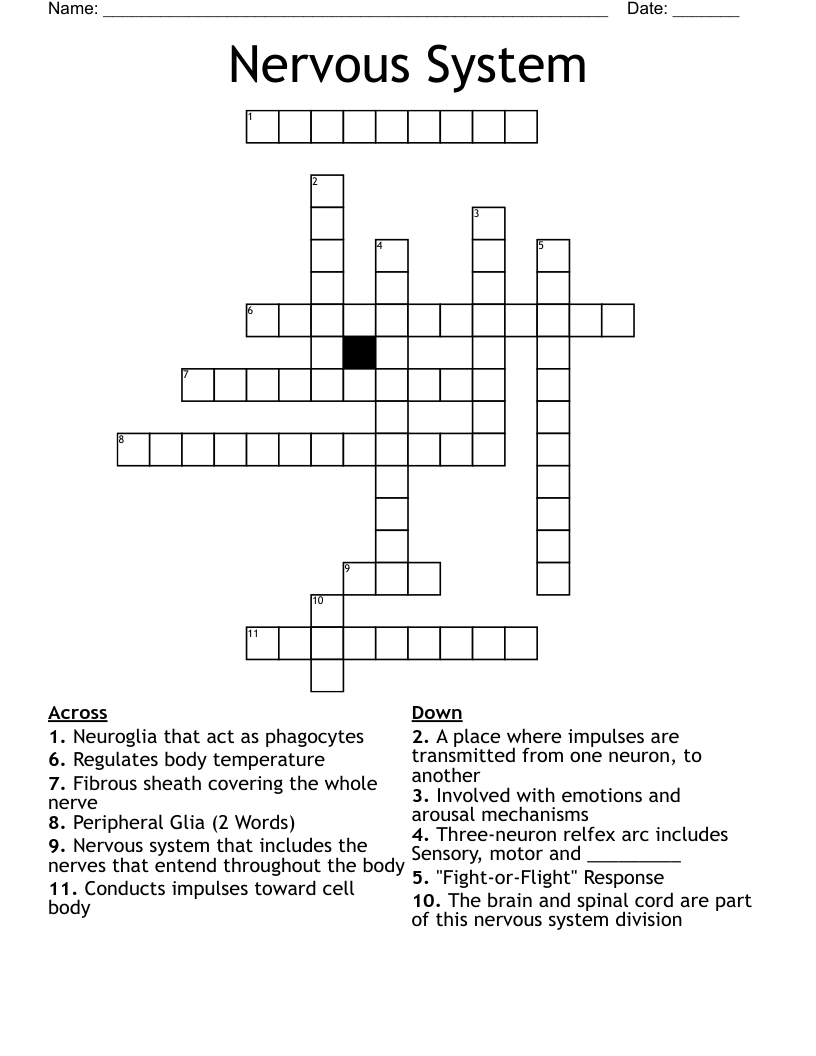 Nervous System Crossword