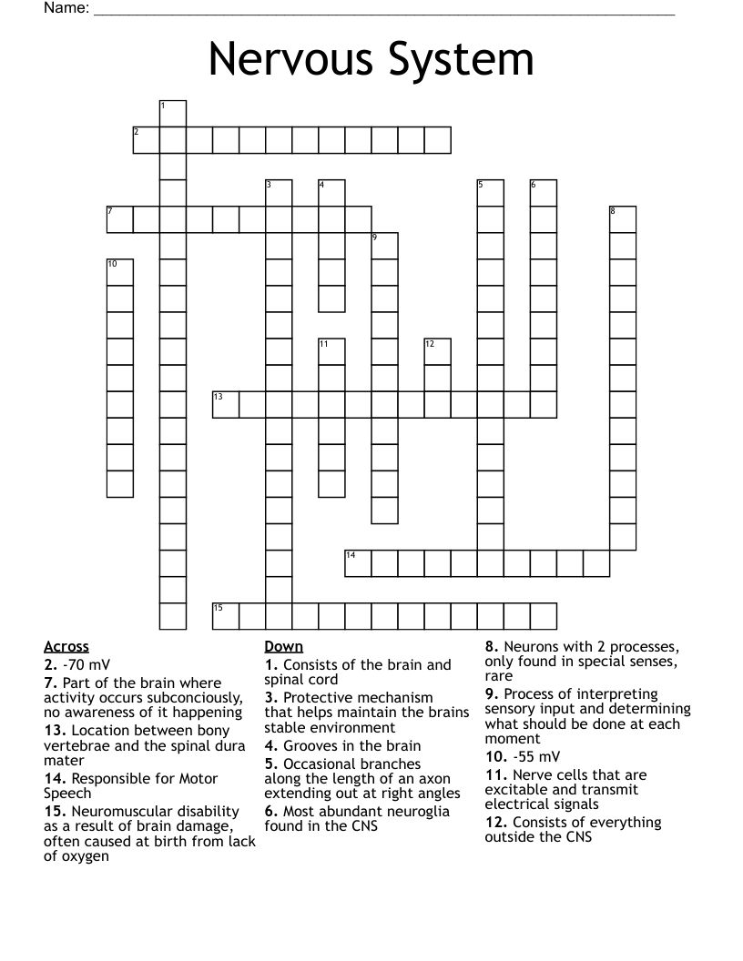Nervous System Crossword