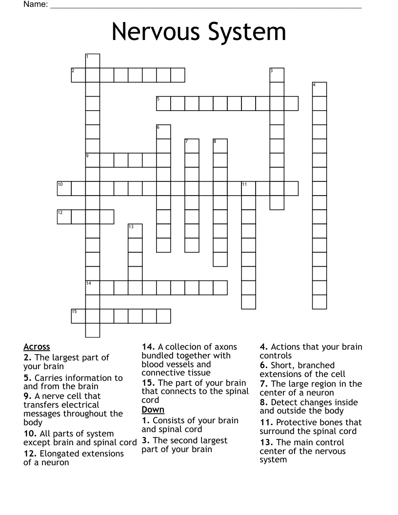 Nervous System Crossword