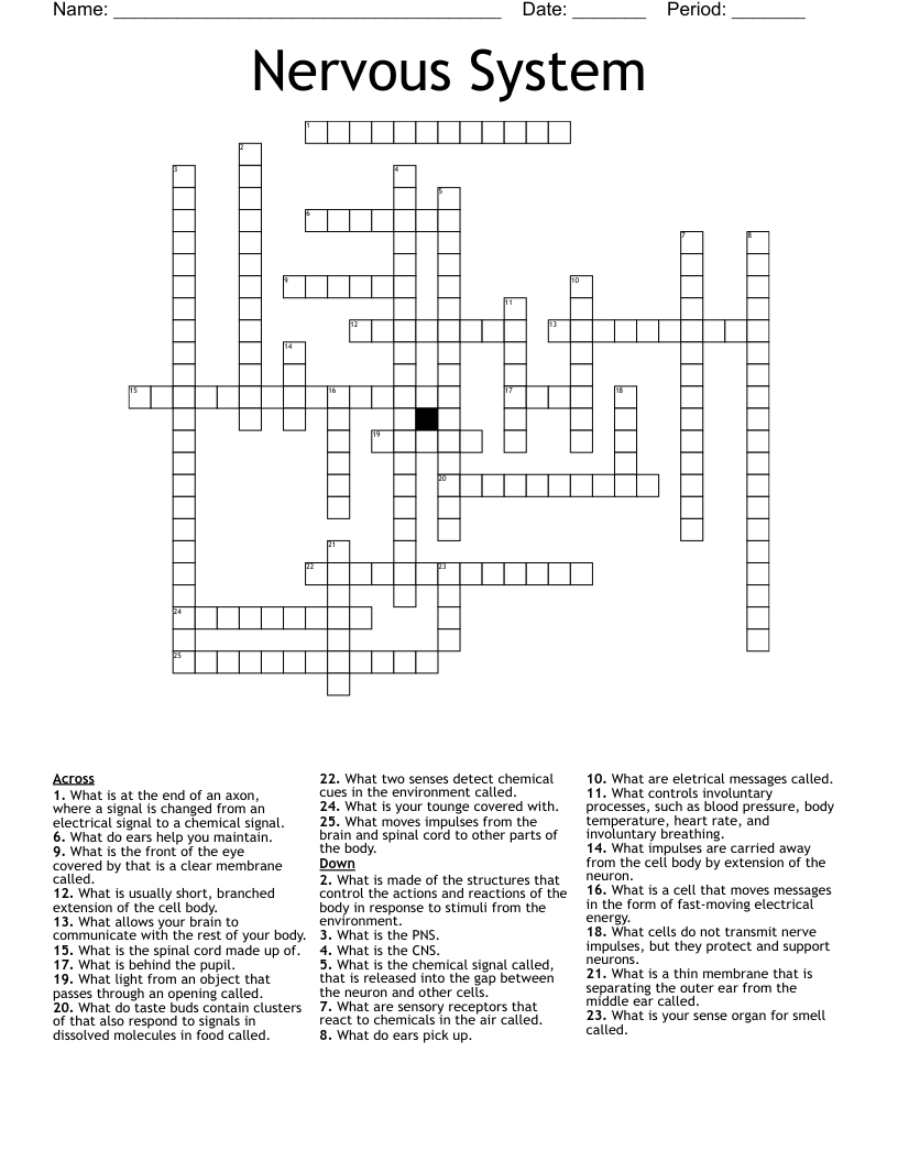 Nervous System Crossword