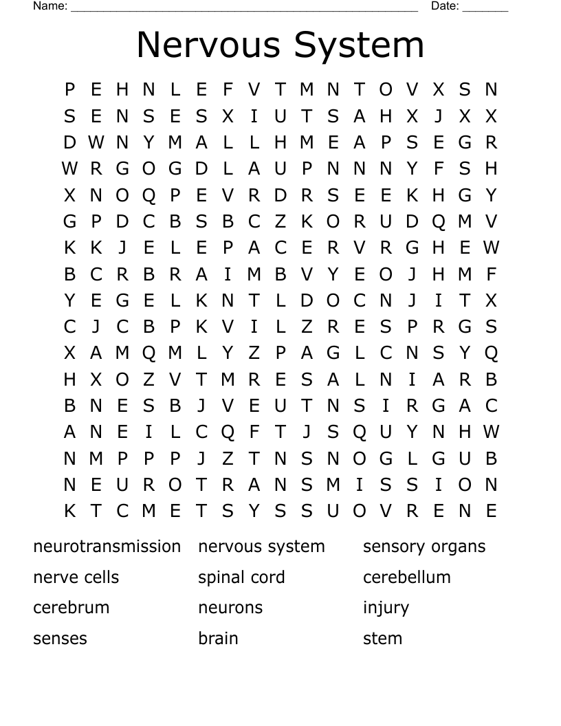Nervous System Word Search