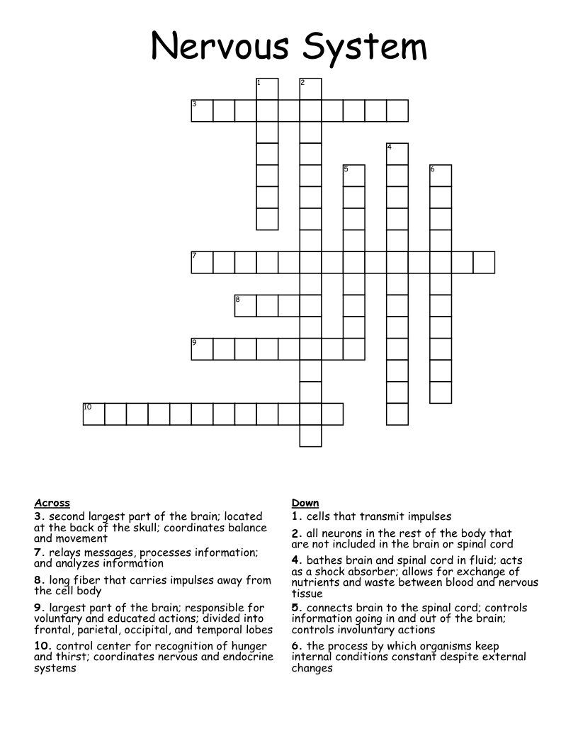 Nervous System Crossword