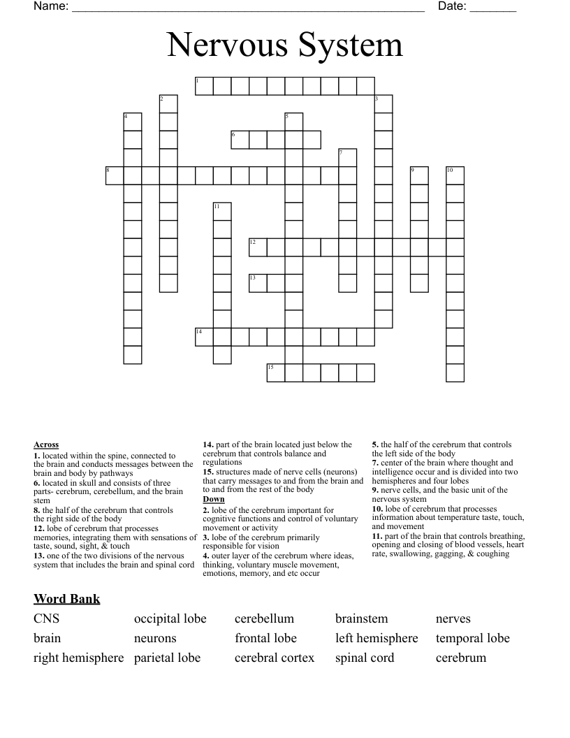 Nervous System Crossword