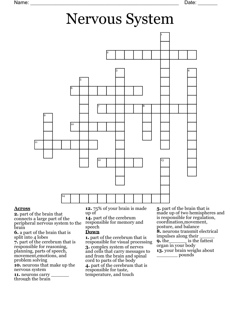 Nervous System Crossword
