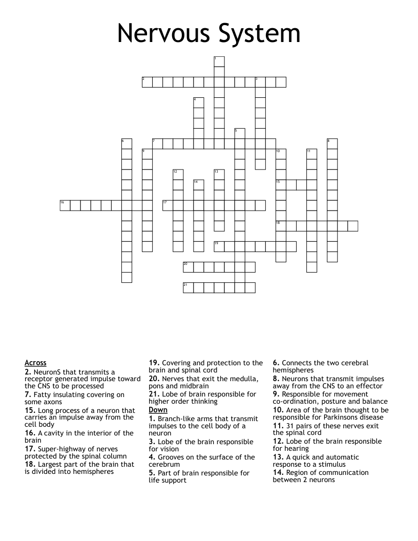 Nervous System Crossword