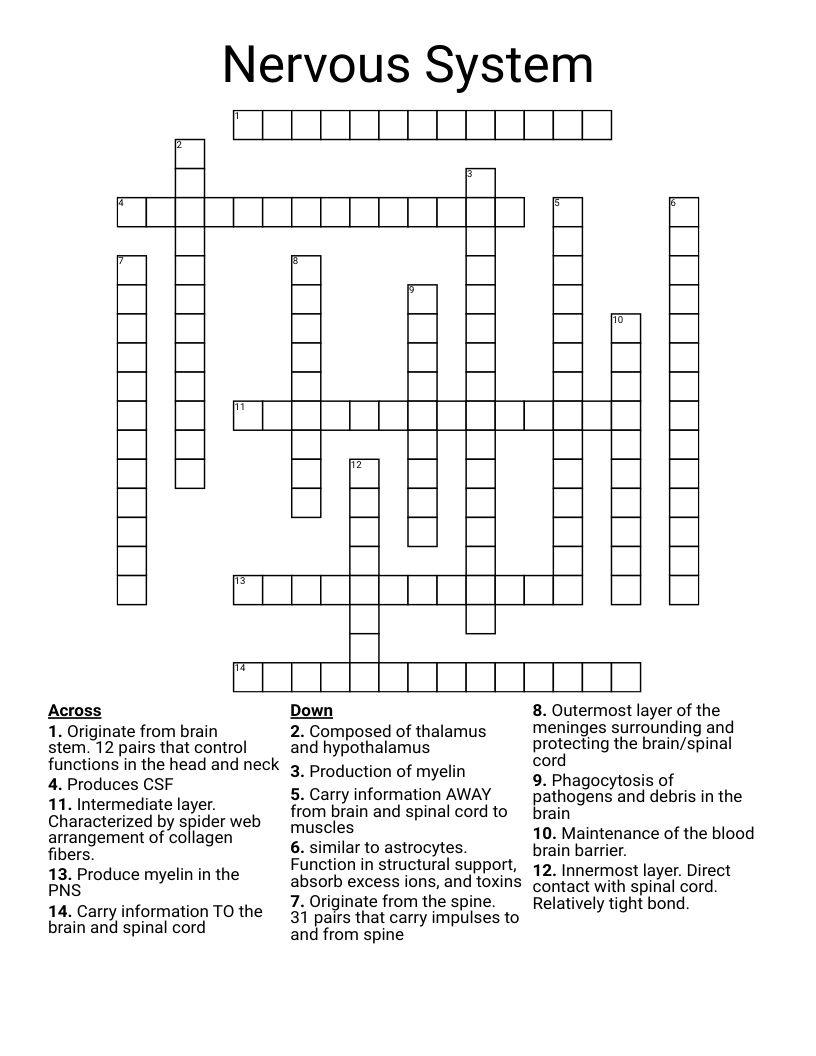 Nervous System Crossword